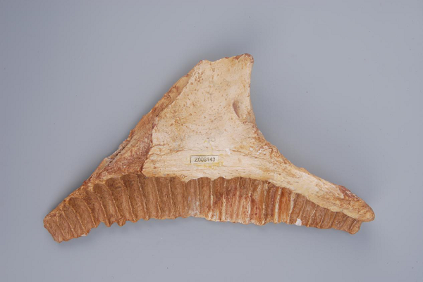 广西自然博物馆的“大石南宁龙（上颌骨）”.png